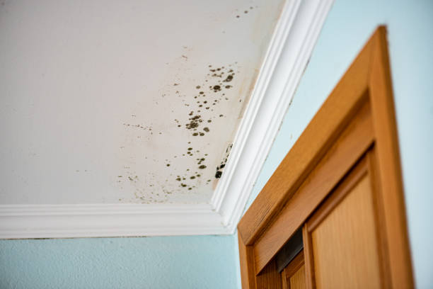 Best Same-Day Mold Removal  in Moss Bluff, LA