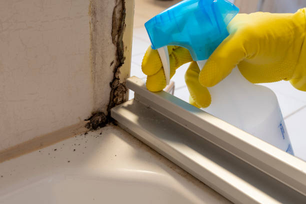 Trusted Moss Bluff, LA Mold Removal Experts