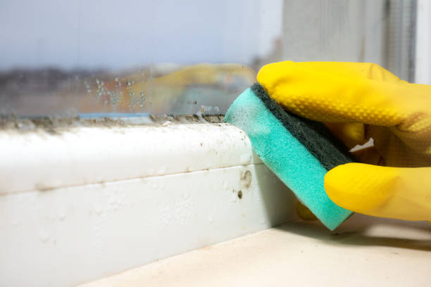 Best Mold Remediation  in Moss Bluff, LA