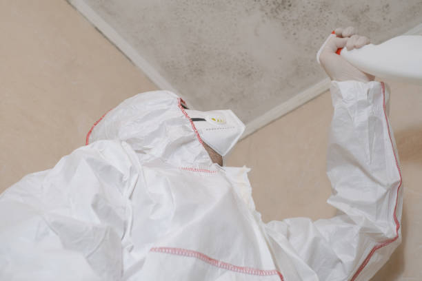 Best Best Mold Removal Companies  in Moss Bluff, LA